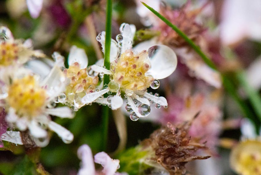 Raindrops can be beautiful! Michelle Croxen discovered these delicate droplets on late blooming flowers in her garden in Hammonds Plains, N.S.