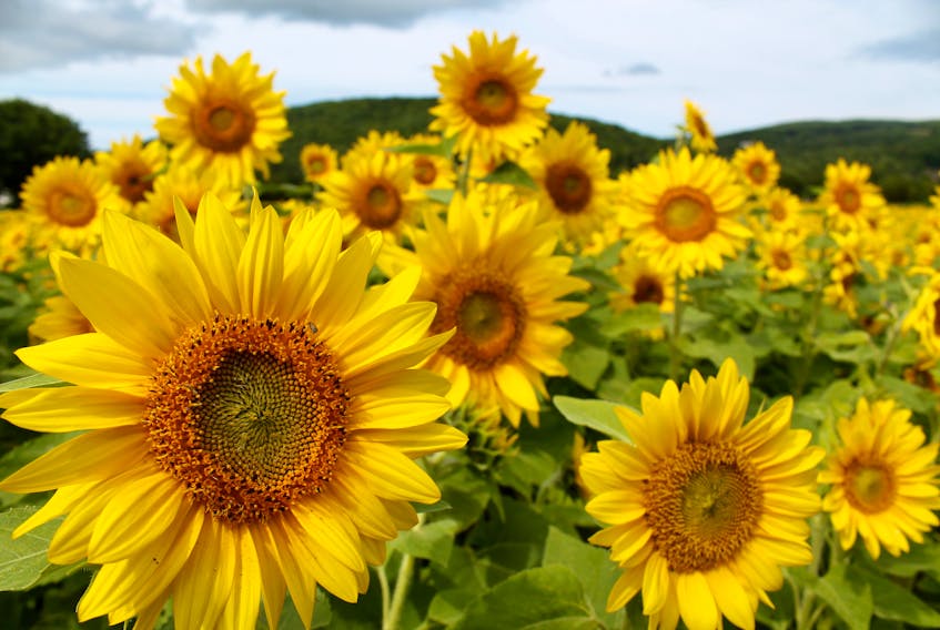 Ruth Boudreau snapped this one in a famous sunflower patch in Margaree, Cape Breton, N.S.