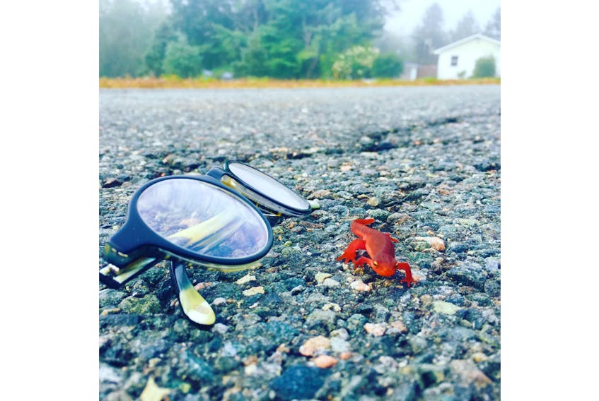 Carrie Parker spotted this tiny red newt - known as the eastern newt - in Middle Stewiacke, N.S.