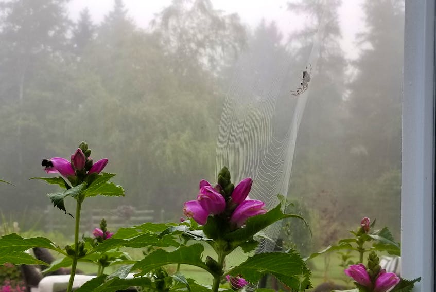 Misty Monday morning magic on East Mountain.  John Kelderman sat in his sunroom near Truro NS and watched as a spider
waited patiently for the bee to visit her web.  This is the kind of photo you could stare at for a long time.  Thanks John.