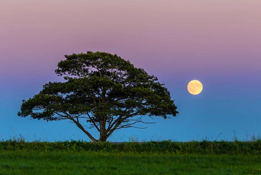Barry Burgess caught the "almost full" Harvest Moon rising into the Earth's shadow or the Belt of Venus Sunday evening.