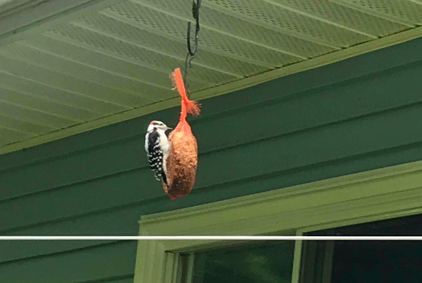 George Finch, who is visiting from England, was having lunch at his brother's home in Bridgewater, N.S. when this woodpecker joined them. Woodpeckers love suet! No word on what else was on the menu.