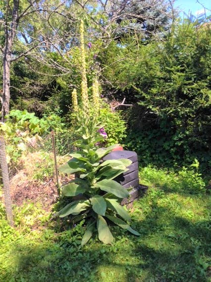 Have you ever seen anything like it?  It's a giant mullein plant.  Marie and David Mossman live in Wolfville NS and their challenge is to grow the biggest and tallest mullein; it's been a friendly competition among family and friends now for several years. According to Dave: "The mullein is an interesting plant, common in the Valley, though, despite the renowned rich soil of the region, it seems to thumb its lofty nose, and chooses instead, relatively poor, rough terrain. Reportedly, uses range from its leaves serving as insoles, to numerous odd derivative medical properties."  This year, David and Marie's plant is well over 7 feet tall; with all this heat, who knows how tall it will be by fall!