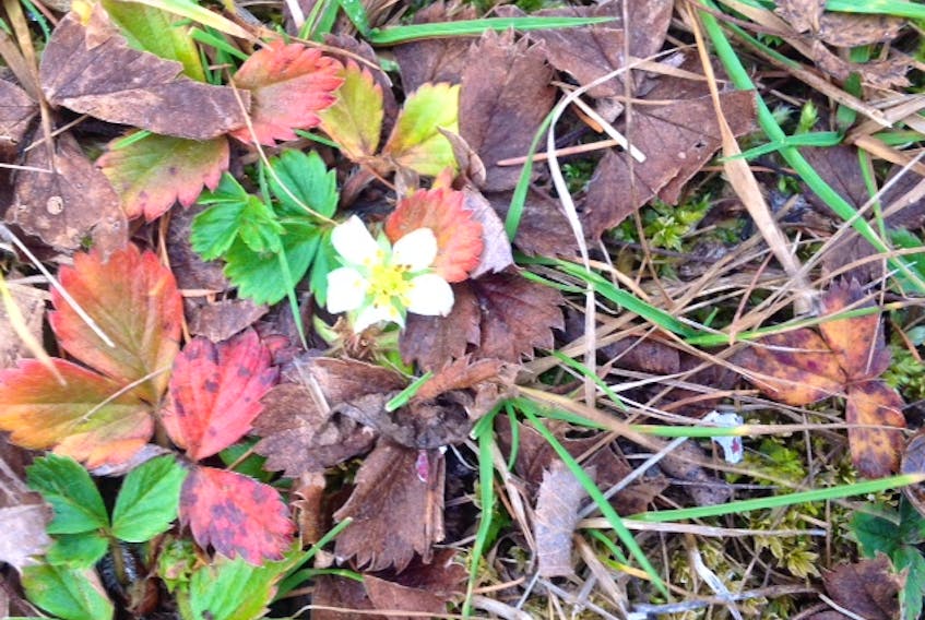 Strawberry blossoms in December in Judique, Cape Breton. - Sally Gouthro Dacey