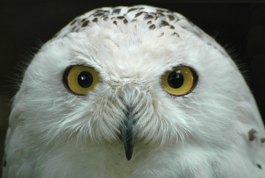 A Canadian provincial emblem, the Snowy Owl (Quebec) is now globally threatened with extinction. World Migratory Bird Day is May 12.
(Nature Canada photo)