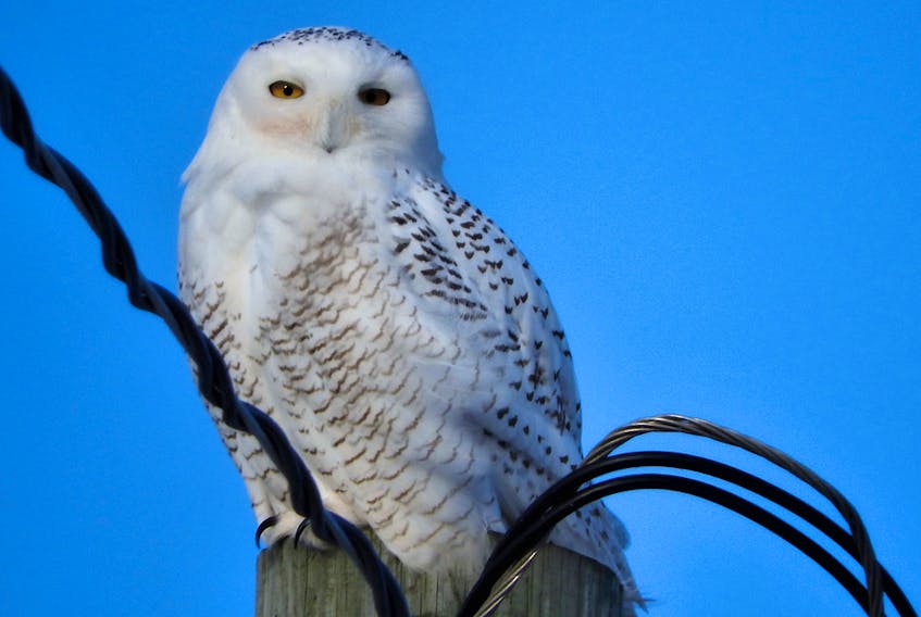 Donna Martin’s striking image captures the snowy owl perched on a pole with its unblinking stare. DONNA MARTIN/SUBMITTED PHOTO