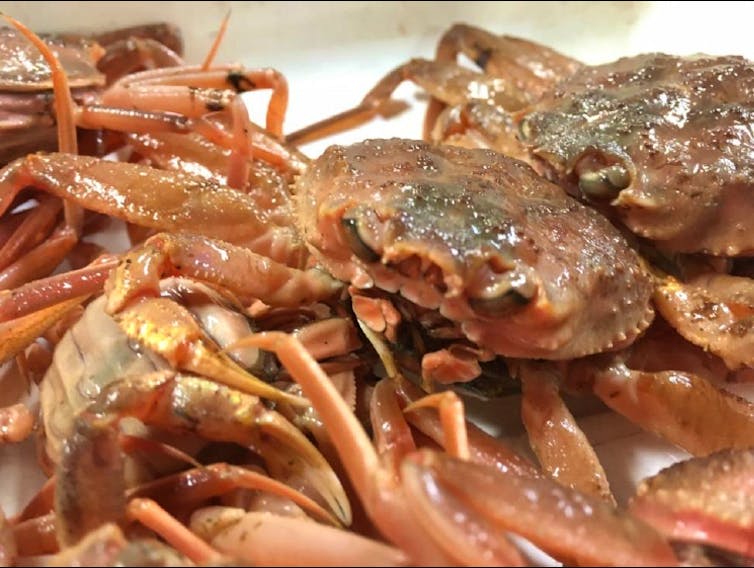 Snow crab. Department of Fisheries and Oceans photo