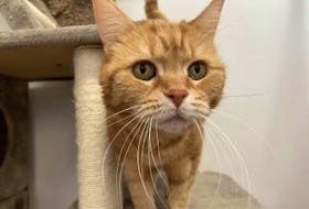 Sandy, a 12-year-old female cat, is one of the animals up for adoption at the Nova Scotia SPCA's Cape Breton shelter. The Nova Scotia SPCA will offer adoptions by appointment beginning today. Contributed