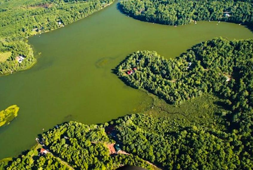 An aerial shot of Lake Mattatall shows the extend of a toxic algae bloom that has turned the entire lake green. Area residents and people who have studied the problem believe itwas caused by spraying a compound containing glyphosate to kill unwanted forest species in order to promote the growth of softwood.