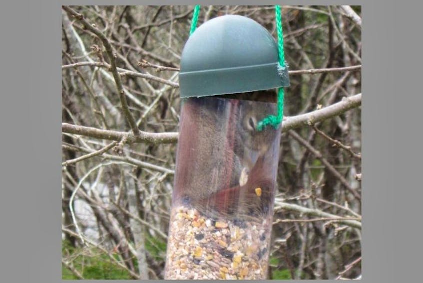 <p>This squirrel managed to squeeze itself completely into a bird feeder in Barrington Passage.</p>
<p>Michele Dedrick photo</p>
<div>&nbsp;</div>