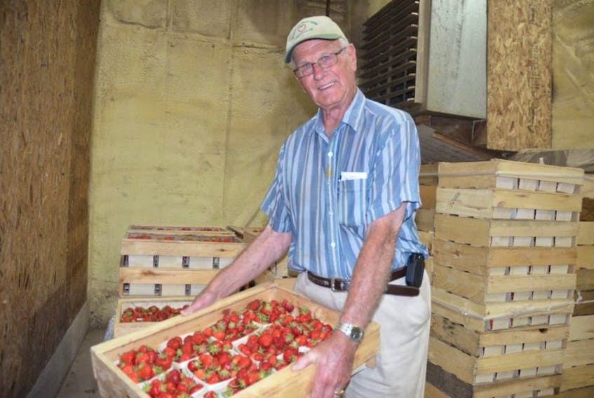 Hank Bosveld of Bosveld’s Fruit Farm, with a flat of fresh strawberries. He said the worst of the aphid virus scare seems to be behind growers now. His berries have a clean bill of health.