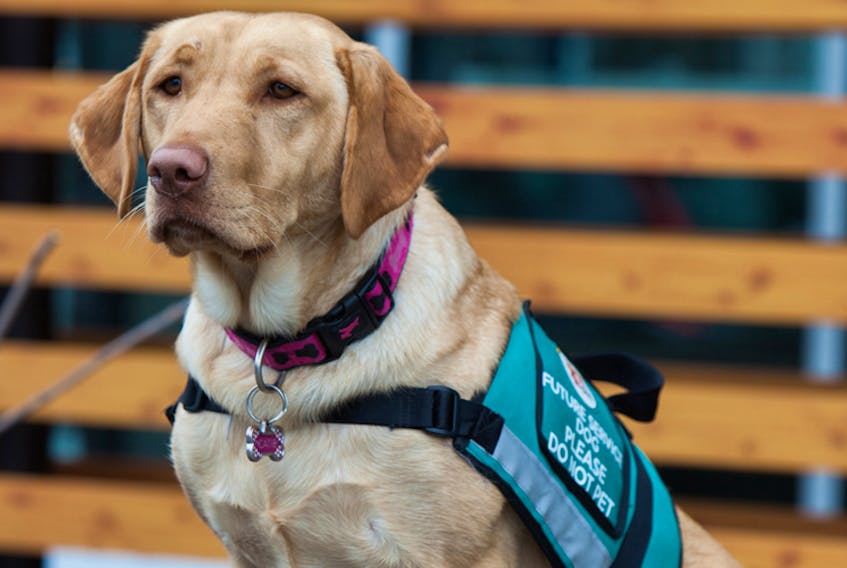 Canadian Intervention Assistance Dogs focuses on the needs of first responders and veterans with post-traumatic stress disorder.