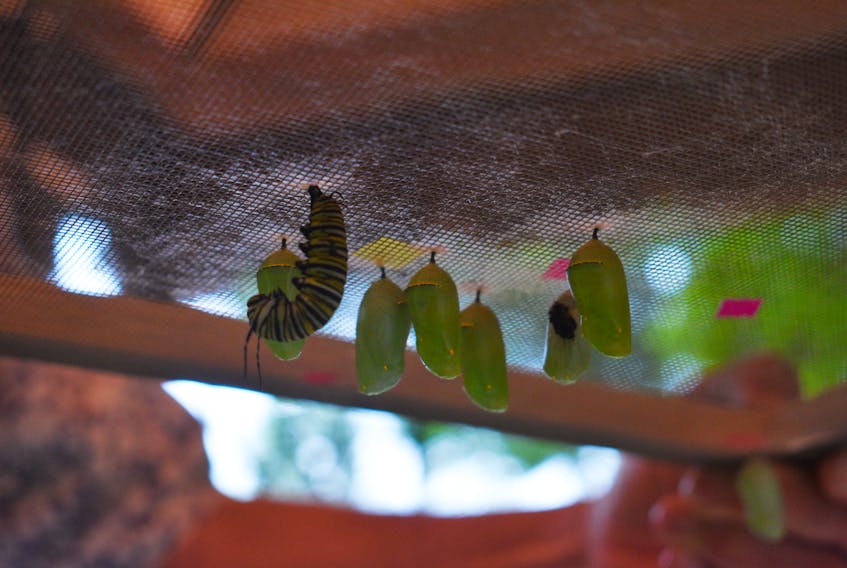 Once the caterpillars are near maturity, they retreat into a cocoon — also known as a chrysalis.
