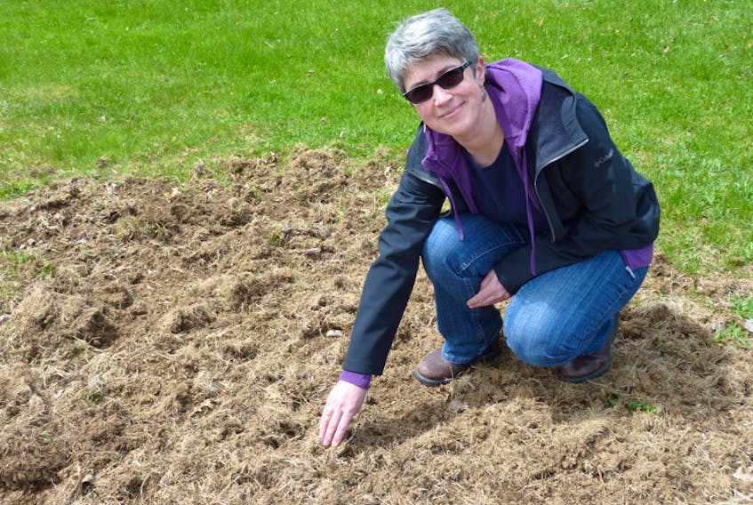 Shelley Owen of Dayspring inspects a large section of her front lawn that was ravaged by crows in search of white grubs. Property owners throughout Nova Scotia are experiencing similar problems.