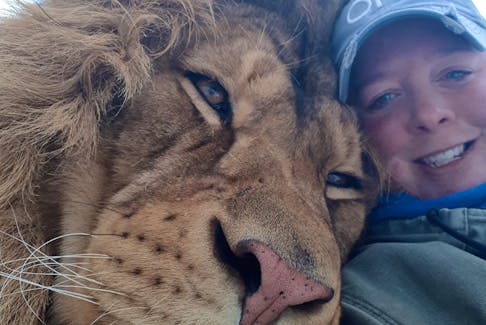 Maria Weinberg gets some cuddles from Hunter, one of the lions at the Oaklawn Farm Zoo in Aylesford. - Maria Weinberg