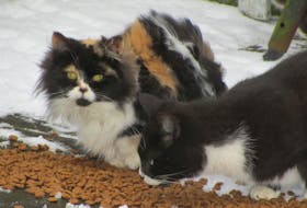 These are cats in a managed colony in Sandy Point, Shelburne County. Pet Projects partnered with the rescuer and provided 15 spays/neuters. All of the cats are no longer reproducing and are living out their lives, with the caregiver providing shelter and food.