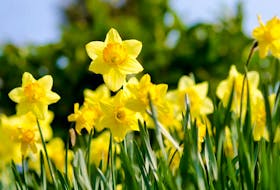 Daffodils are perfect to plant in the fall and are beautiful to see bloom in the spring.