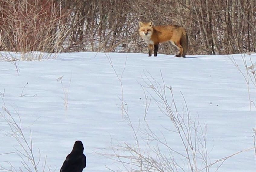 A fox and a crow have a standoff on March 29 in Coxheath, while the two presumably search for something to eat. NICOLE SULLIVAN/CAPE BRETON POST 