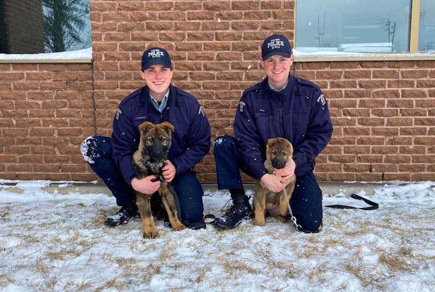 Const. Colin Murphy, left, with five-month-old Neon, and Const. Braedon Rose, with 12-week-old Nattie, are tasked with imprinting these potential police service dogs. Someday they can, perhaps, become police service dogs. BAY ST. GEORGE RCMP PHOTO
