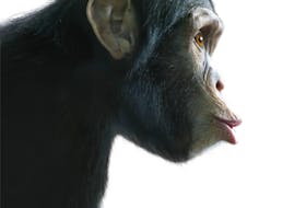 A chimpanzee is seen in this stock photo. People who grew up in the Bridgeport area of Glace Bay in the early 1980s remember how one family had a pet primate, although many don't recall is it was a monkey or a chimpanzee. 123RF Stock
