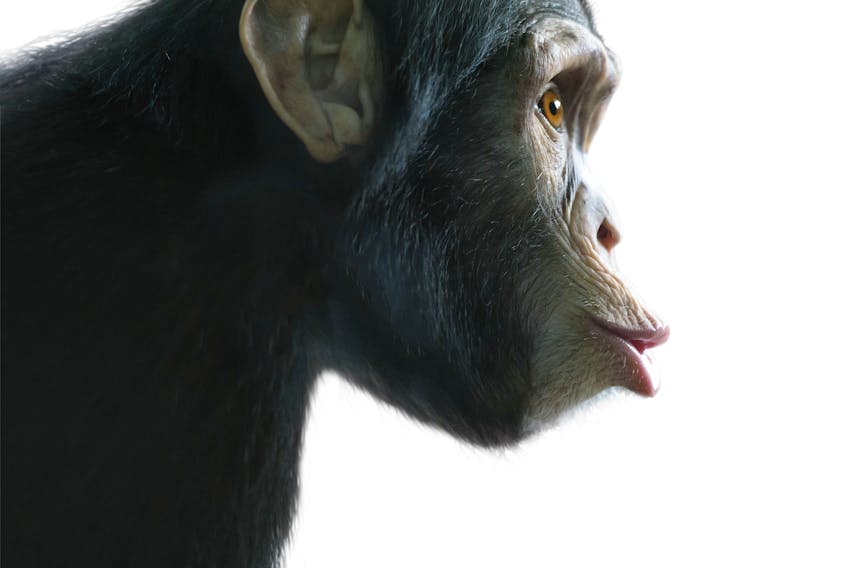 A chimpanzee is seen in this stock photo. People who grew up in the Bridgeport area of Glace Bay in the early 1980s remember how one family had a pet primate, although many don't recall is it was a monkey or a chimpanzee. 123RF Stock