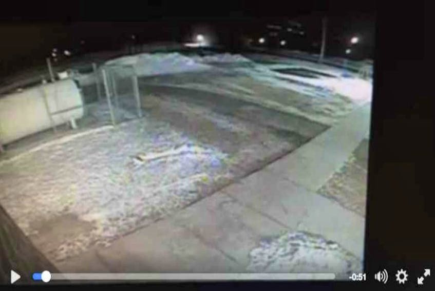 Still image captured by security cameras at Stratford Elementary School of a fox suspected of stealing Guardian newspapers. For video of the culprit in action, click on the link in the story.