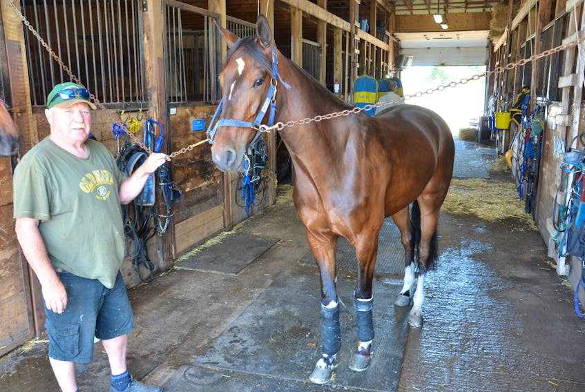 Trainer Glenn MacKay and four-year-old Southfield Sandy prepare for Red Shores at Summerside Raceway’s first harness racing card of the 2020 season, set for this evening. Southfield Sandy, owned by Gordon MacMillan and Southfield Farms, has drawn Post 5 in the second race. The 11-dash card will begin at 6 p.m. and can be viewed live on the Red Shores website. Fencing is now in place around the Summerside oval as spectator access is limited due to COVID-19 restrictions.