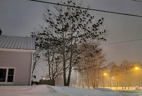 Contributed by Eleanor MacDonald
A sizable flock of crows routinely gathers in the Leger Park area of Summerside and some residents believe the birds are more prevalent this year for some reason. 