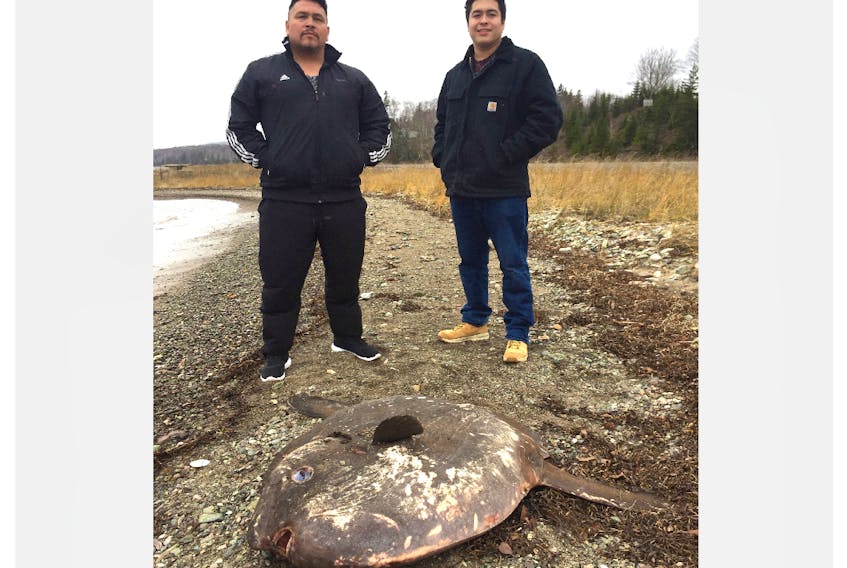 Eugene Simon, left, and his son Evan Simon look over a sunfish Eugene stumbled upon while out for a walk on East Bay beach Friday morning. Marine biologist Bruce Hatcher of Cape Breton University says although not rare, sunfish aren’t common to this area either. Contributed