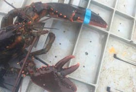 This three-clawed crustacean was caught by Fortune harvesters Ross and Rachel Durnford in Fortune Bay on Tuesday.