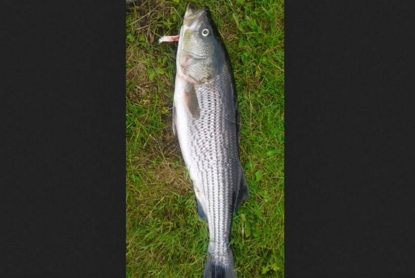 Dozens of fish washed up on a L’Anse au Clair beach are thought to be striped bass, which have previously only been spotted as far north as Nova Scotia.