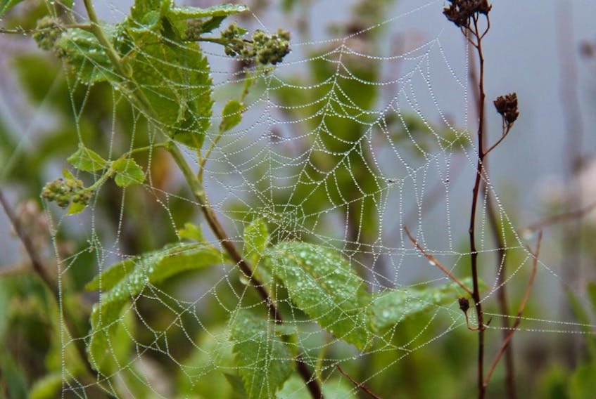 Foggy morning art. Lew Turner was taken by these delicate beads of dew on the spider's web at sunrise.