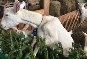 Randy Hiltz of Ran-Cher Acres says discarded Christmas trees are one way he and his family hope they can offset a shortage of hay available for the goats at their farm near Aylesford. - Ian Fairclough / The Chronicle Herald