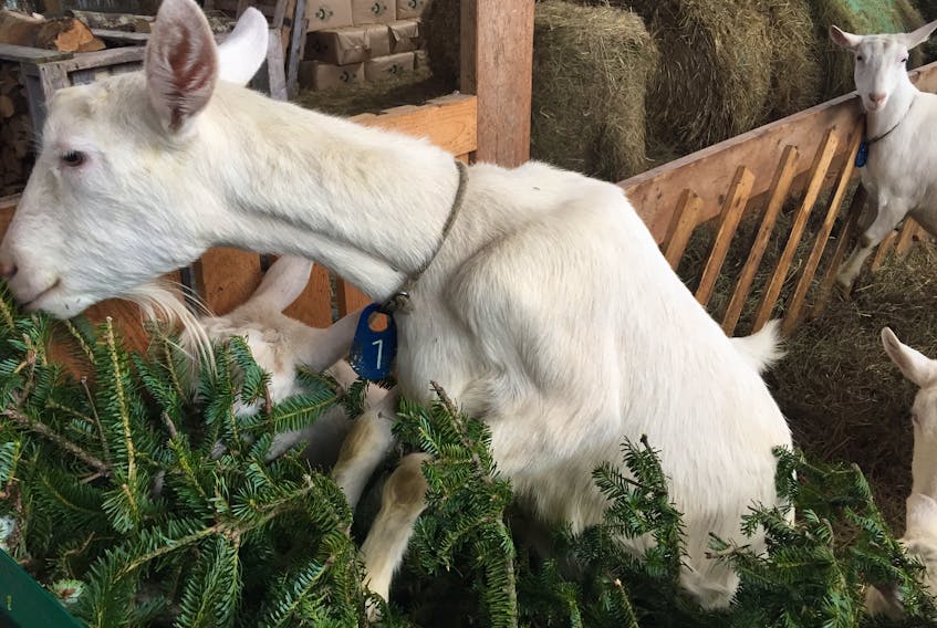 Randy Hiltz of Ran-Cher Acres says discarded Christmas trees are one way he and his family hope they can offset a shortage of hay available for the goats at their farm near Aylesford. - Ian Fairclough / The Chronicle Herald