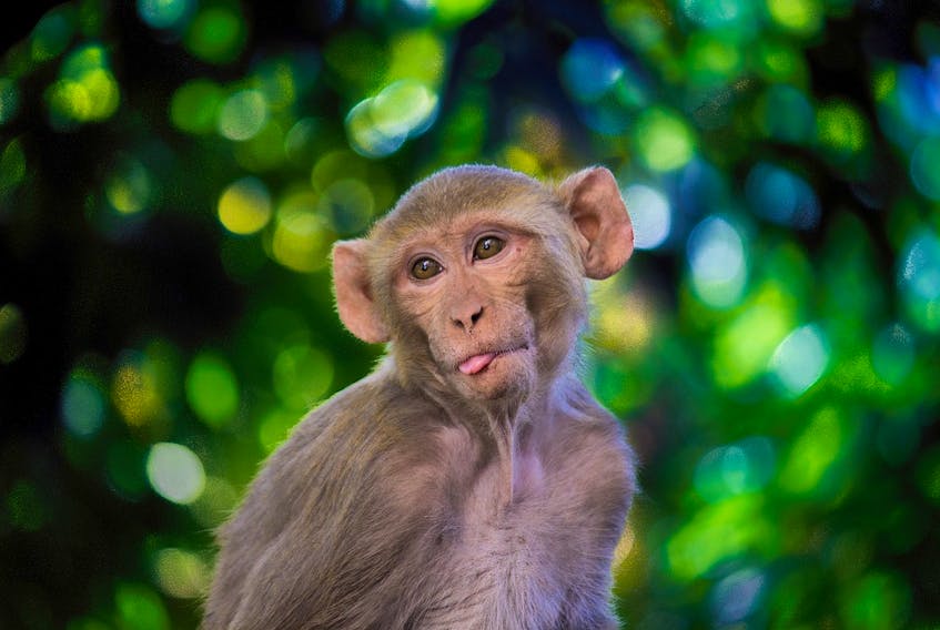 Rhesus macaque monkeys similar to ones used in the Chinese experiment. - Pixabay