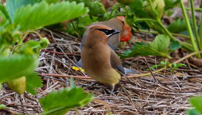 The cedar waxwing is aptly named, with feathers so smooth, it doesn't look real.  Phil Vogler was able to sneak up on this little guy in a strawberry field near Berwick, in Nova Scotia's Annapolis Valley. Perhaps the bird was hungry and focusing on lunch.