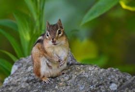 A little sunshine, warmer temperatures, and everybody is out – including this sociable chipmunk. Mary Hankey says he has a burrow close to her driveway in Lexington, Inverness County, N.S. and is a regular visitor.