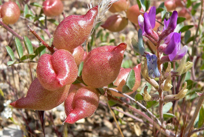 Astragalus lentiginosus in fruit. The plant, known as “spotted locoweed,” was photographed in Nevada, U.S.A. - Wikimedia Commons