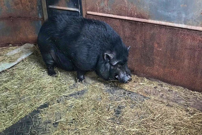 Kevin Bacon the pig in his new home.