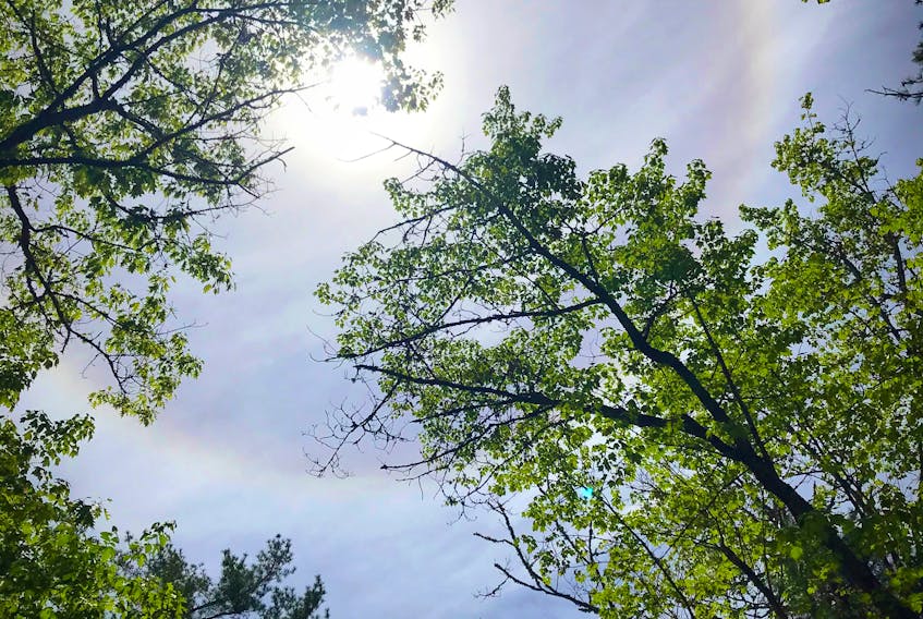 I don’t suppose Linda Mosher had her whites on the lawn when her 16-year-old granddaughter, Robyn Dunbar, snapped this lovely photo. Robyn is from Bayside and was visiting the Gaspereau River when she noticed sunlight filtering through the trees. When she looked up, she was this stunning solar halo – or ring around the sun. Grandma Says: “ring around the sun or moon, rain upon you soon”.