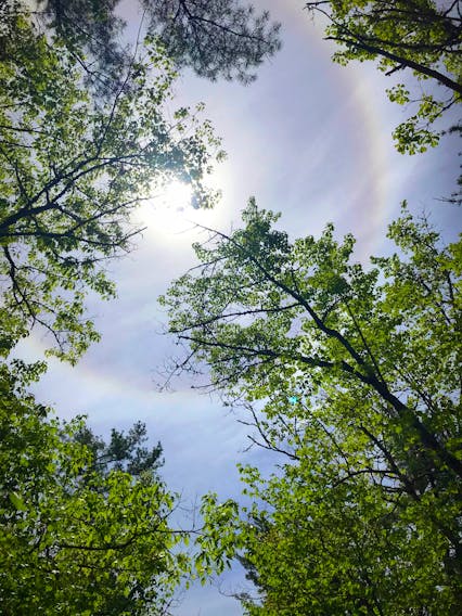 I don’t suppose Linda Mosher had her whites on the lawn when her 16-year-old granddaughter, Robyn Dunbar, snapped this lovely photo. Robyn is from Bayside and was visiting the Gaspereau River when she noticed sunlight filtering through the trees. When she looked up, she was this stunning solar halo – or ring around the sun. Grandma Says: “ring around the sun or moon, rain upon you soon”.