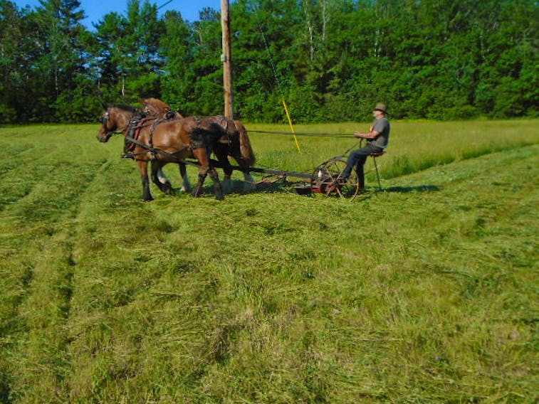 Last weekend, Mr. Brown could be seen cutting hay with his lovely team of horses on Todd Branch Road in South Farmington, N.S. Mr. Brown lives in Melvern Square, near Wilmot. Winston "Moose" Abbott came across this nostalgic scene and thought it might stir fond memories; for him the rhythmic sound of the cutter sure did.