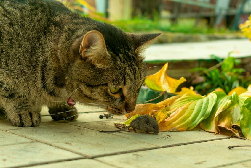 Cats are hunters by nature and can rid your garden of mice.