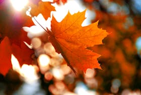 Helping you make the most out of autumn. - SaltWire Network