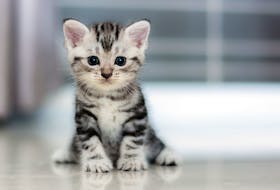 A kitten is shown in this stock photo.