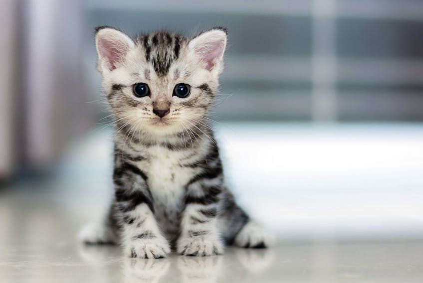 A kitten is shown in this stock photo.