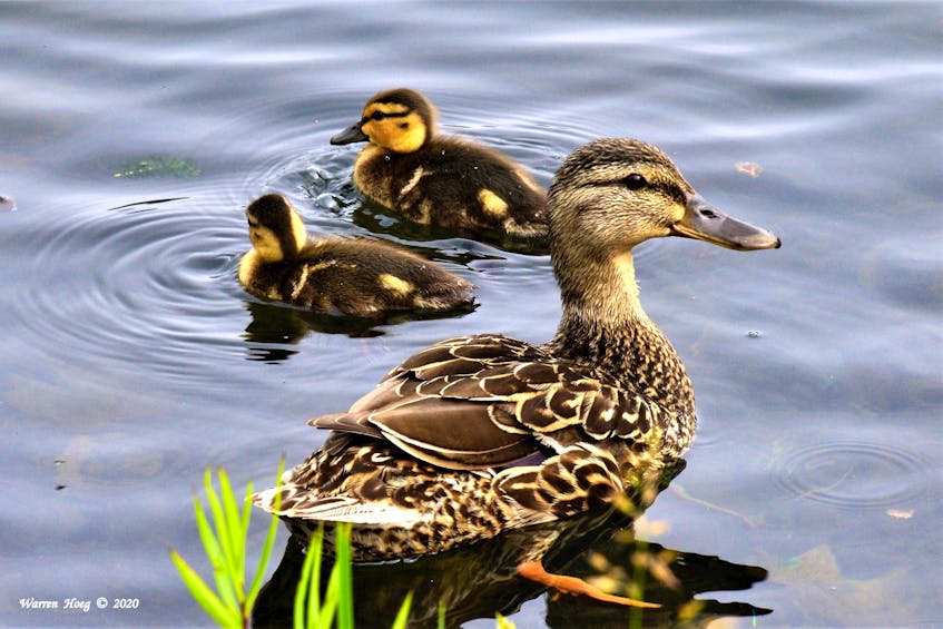 Warren Hoeg watched as these ducklings set out to explore a whole new world at Sullivan's Pond in Dartmouth, N.S. last week. I wonder if they noticed when the spring turnover occurred?