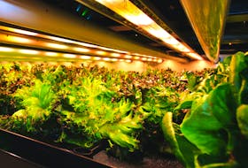 Green leaf lettuce grows inside Elevate Farms' vertical farming facility in Welland, Ont. Josh Siteman/Handout via REUTERS
