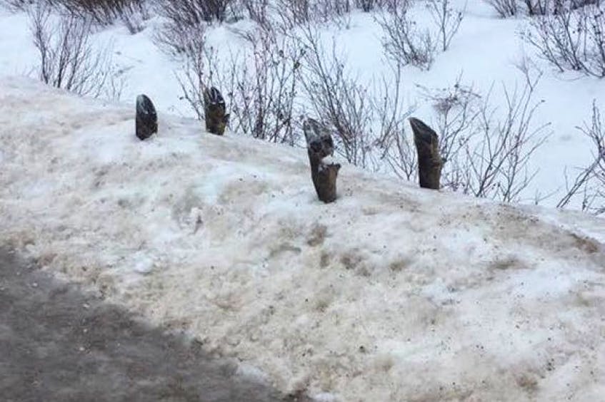 Someone recently placed four moose hooves in a snow bank near Swift Current, apparently as a prank.