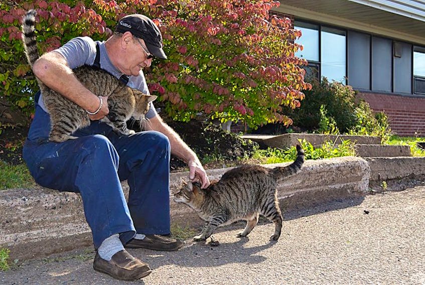 Allan MacDonald takes a moment to sit with Turbo and Diesel at Label Construction and Sanitation. The feline brothers have been on the job for 13 years, living in their own special room and coming and going as they please.